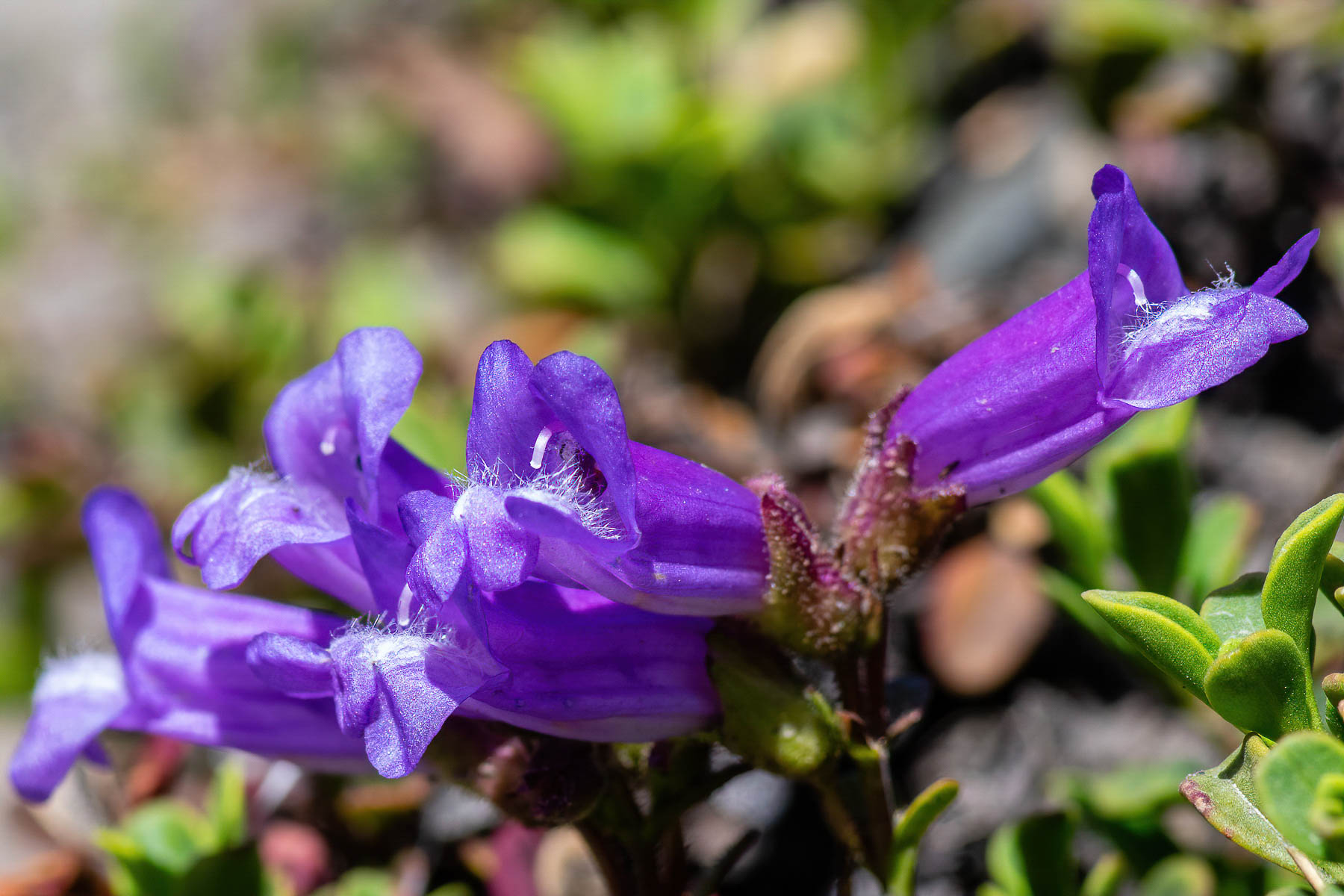 Canyon Creek Meadow flowers #3