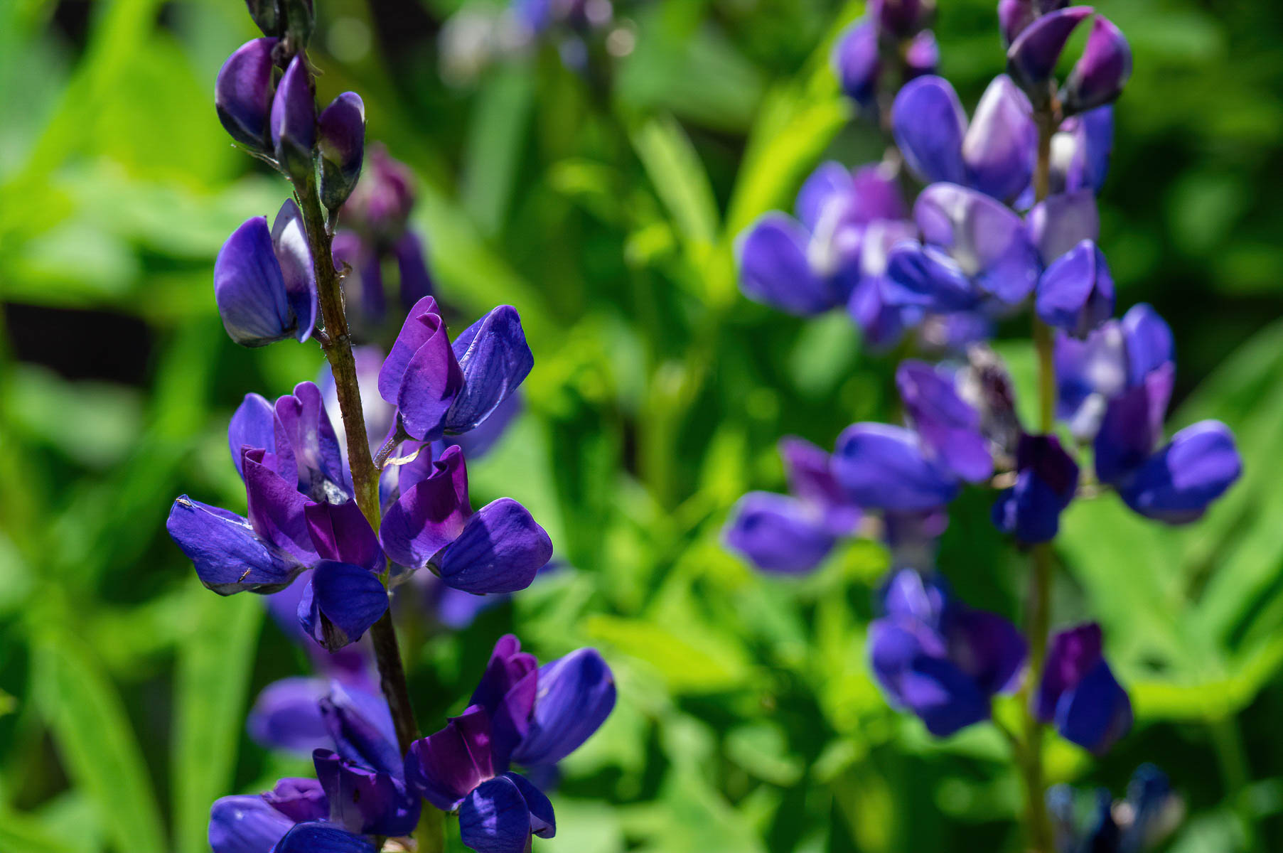 Canyon Creek Meadow flowers #4