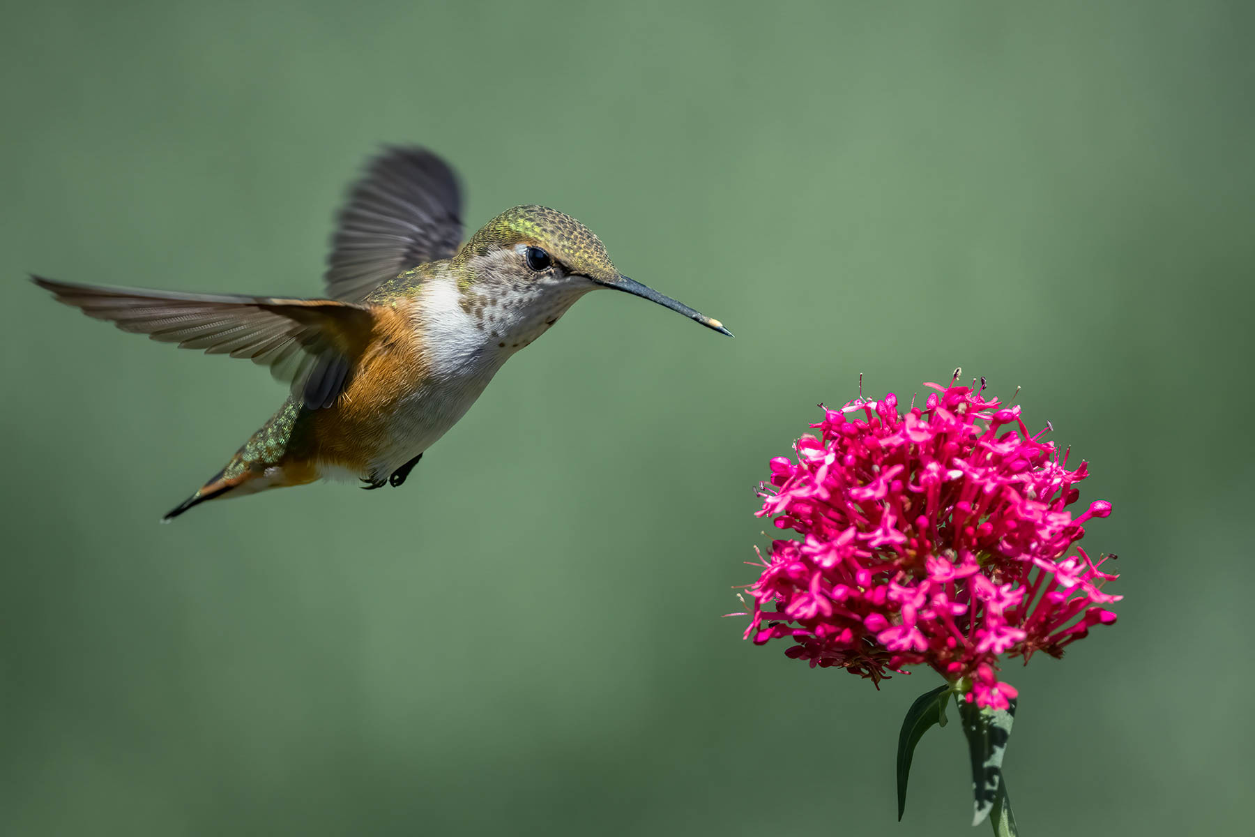 Hummingbird