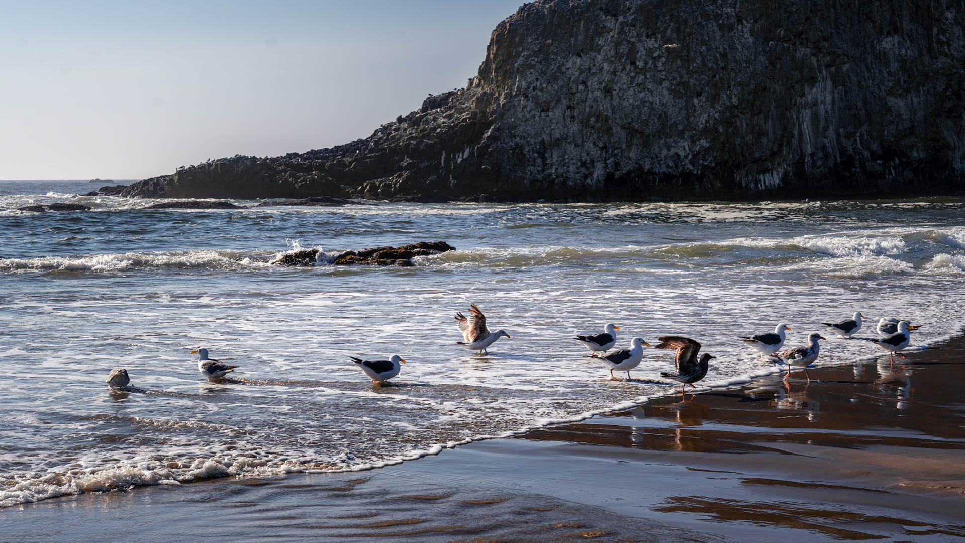 Seal Rock Sea Gulls