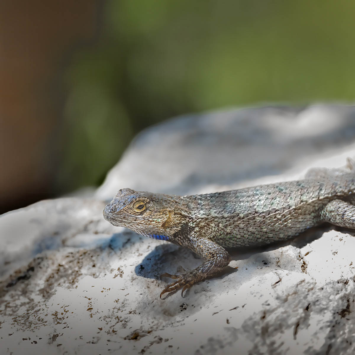 lizard on hot rock