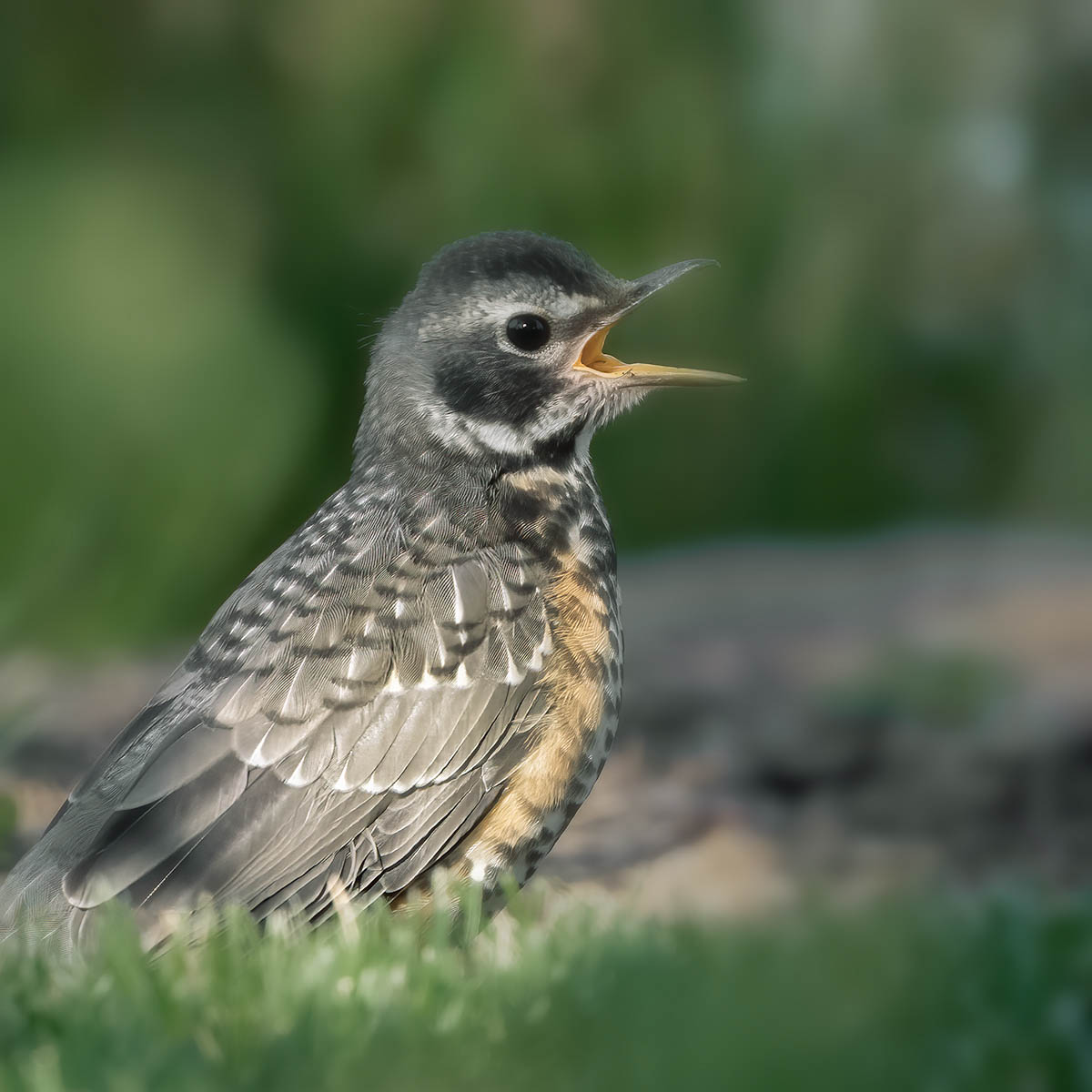 immature robin