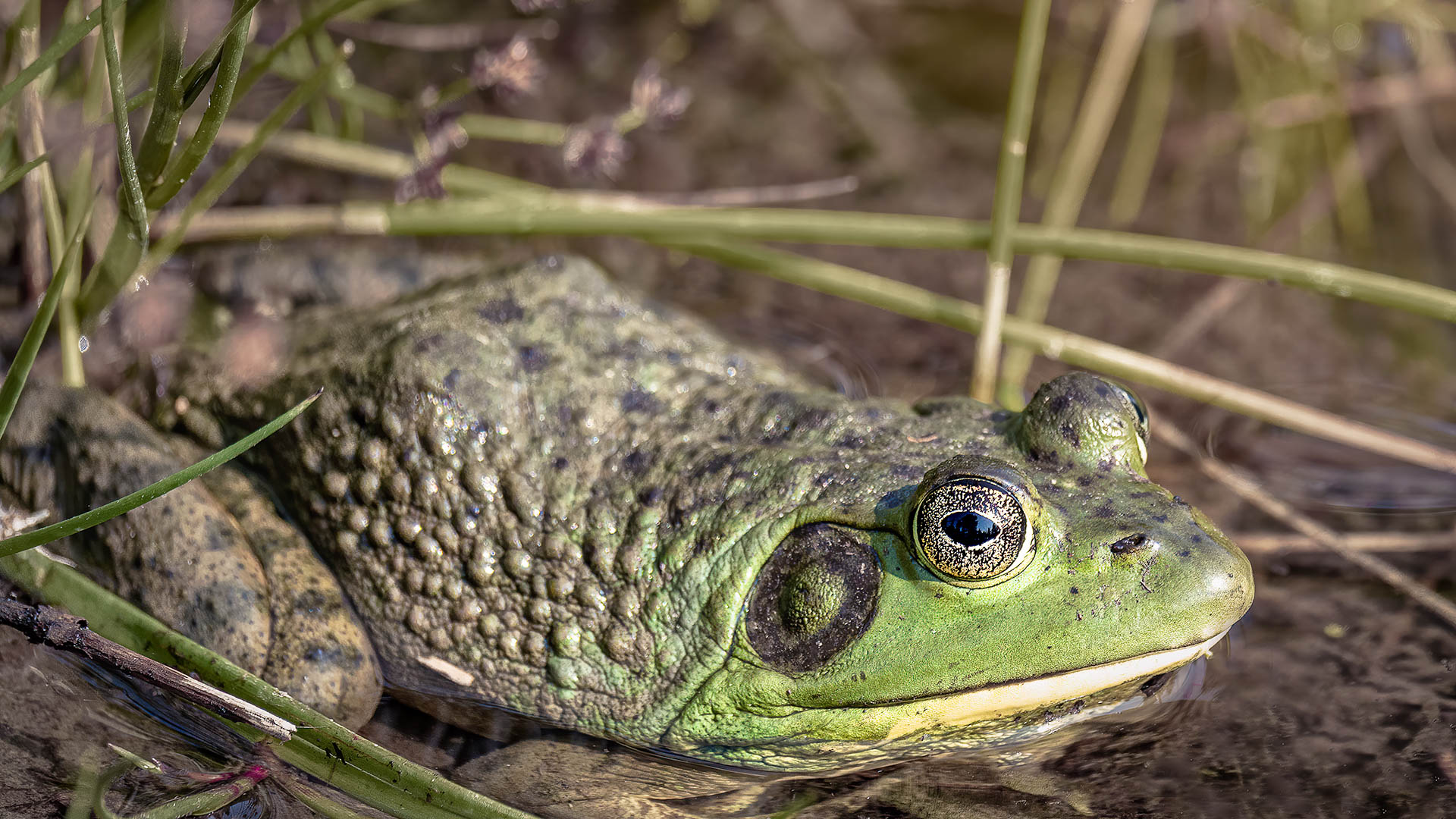 Bullfrog