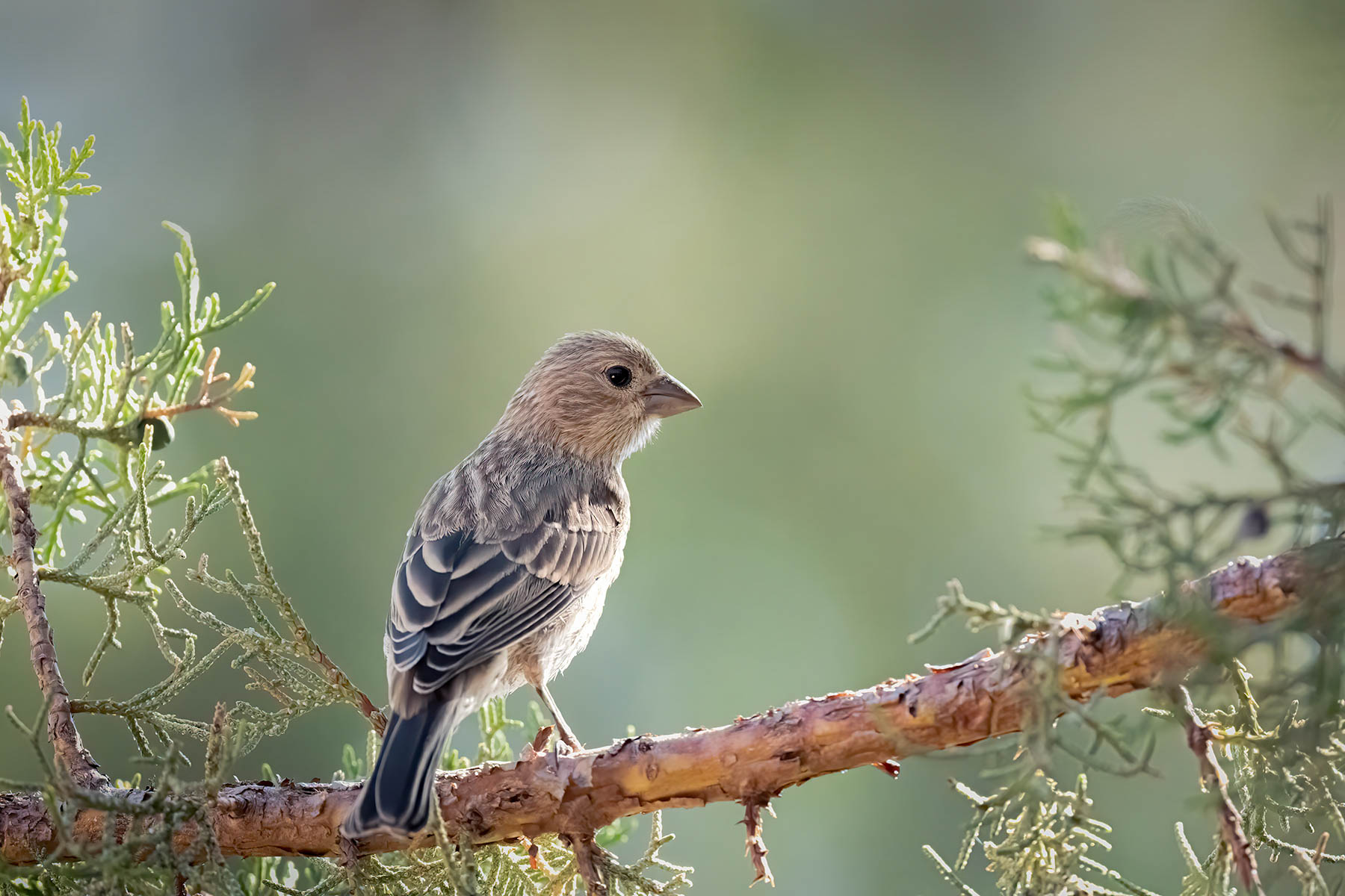 Rock Finch