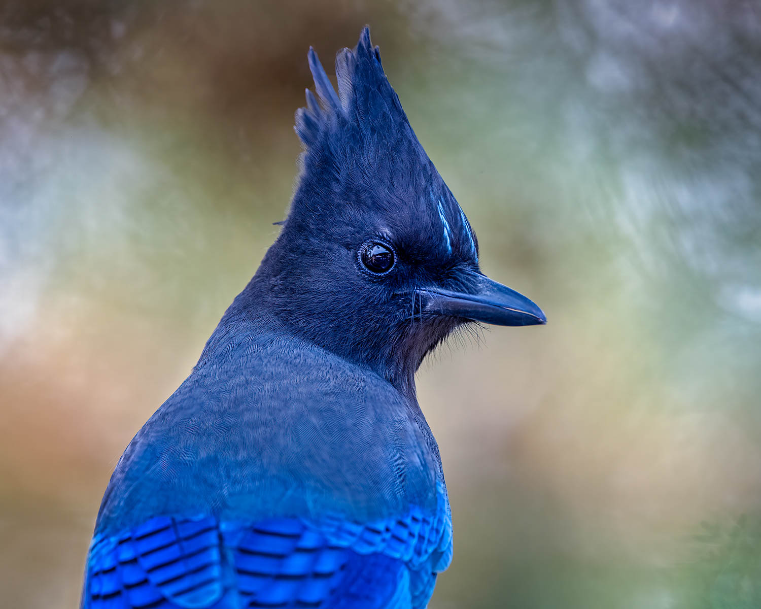 Stellar’s Jay