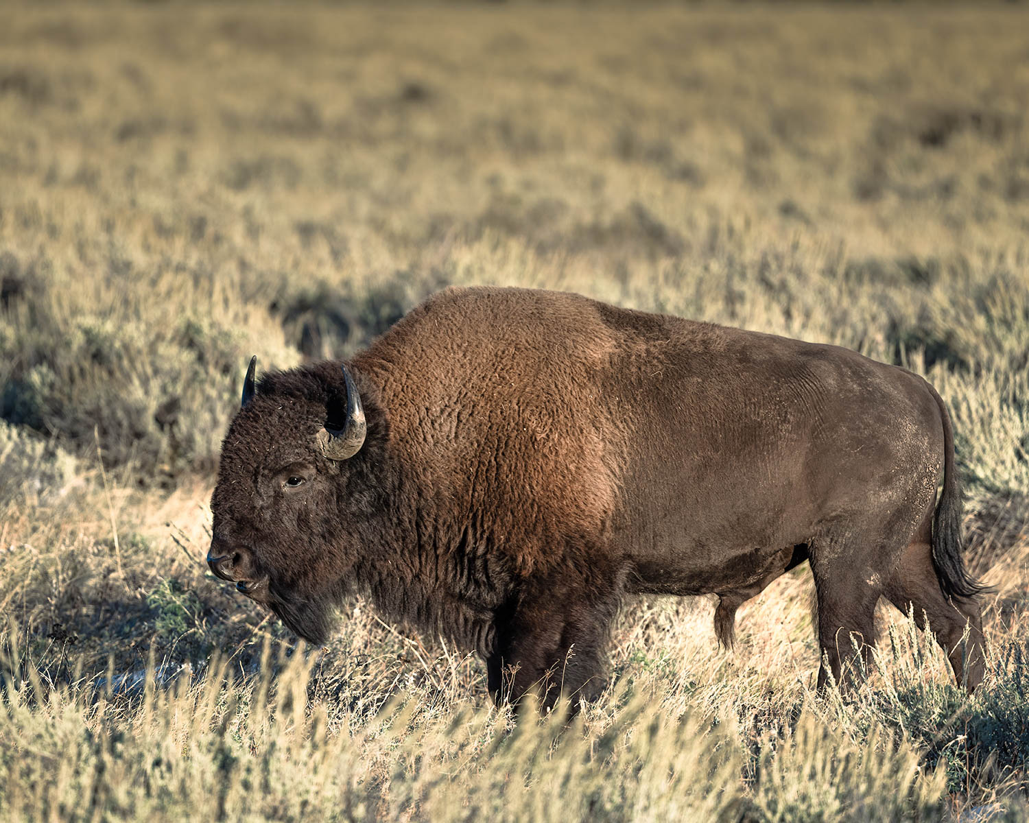 Bison