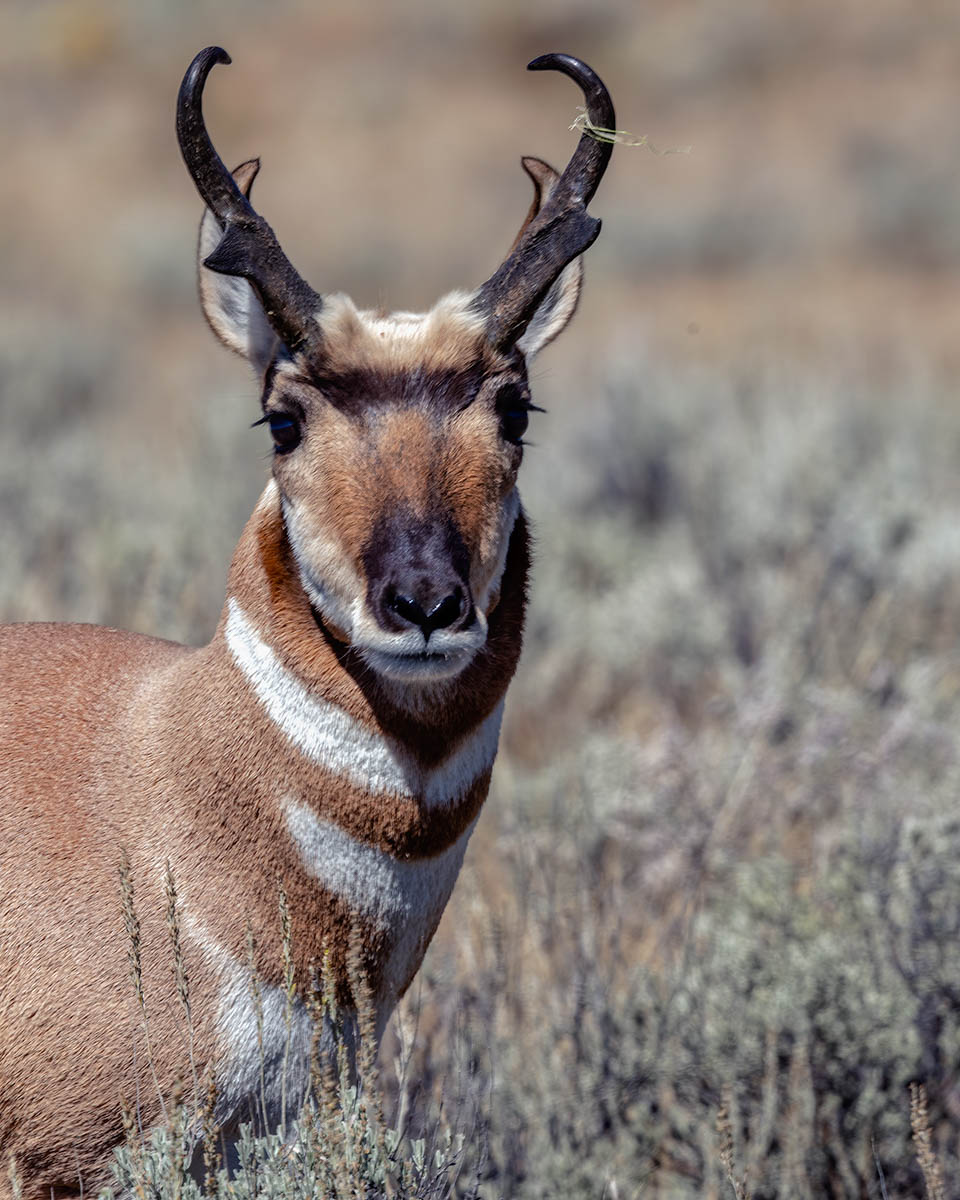 Pronghorn