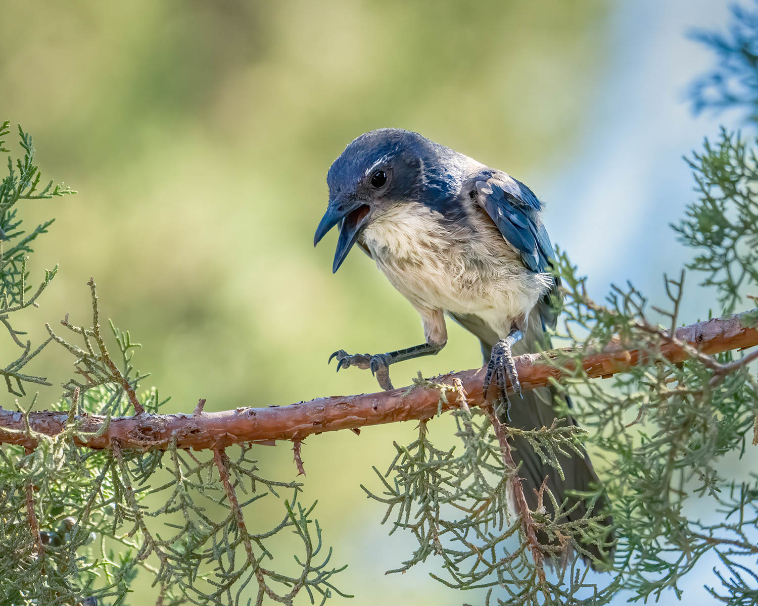 Pinyon Jay