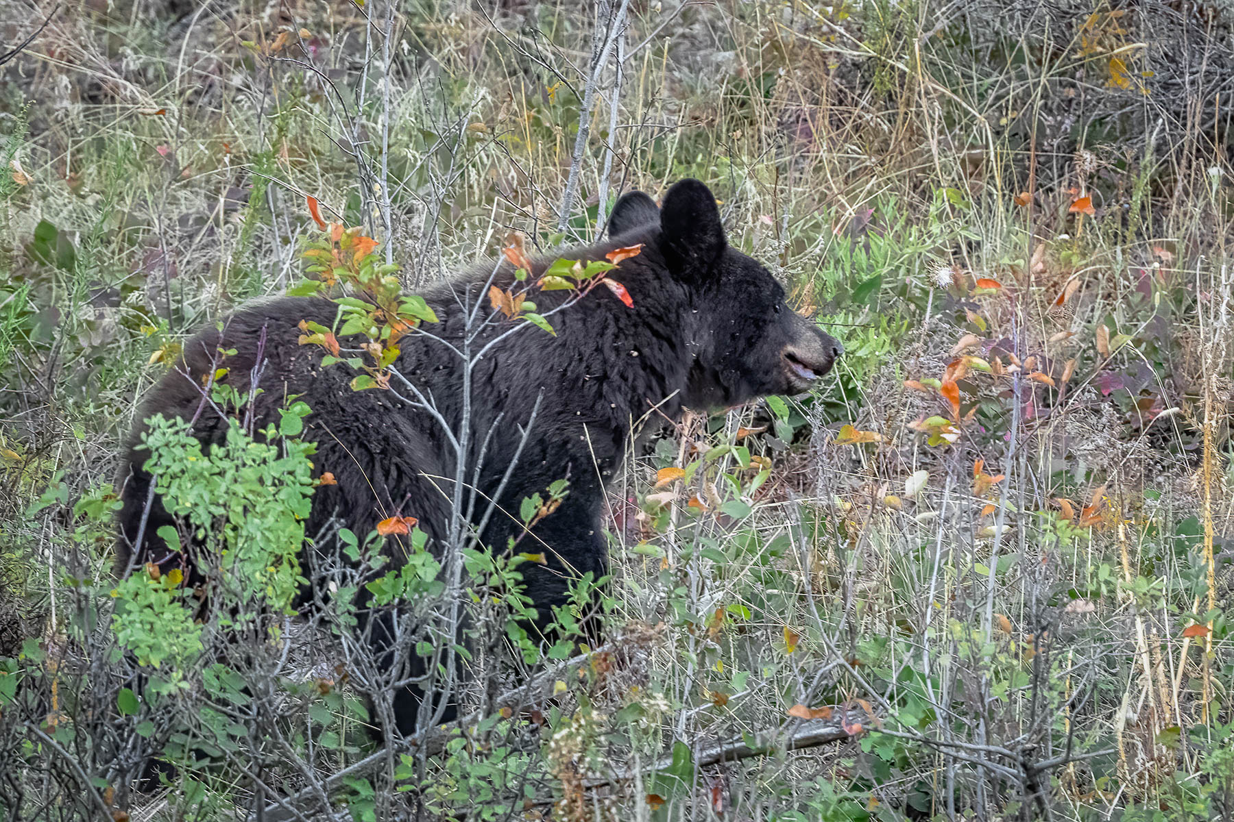 Bear in the wild