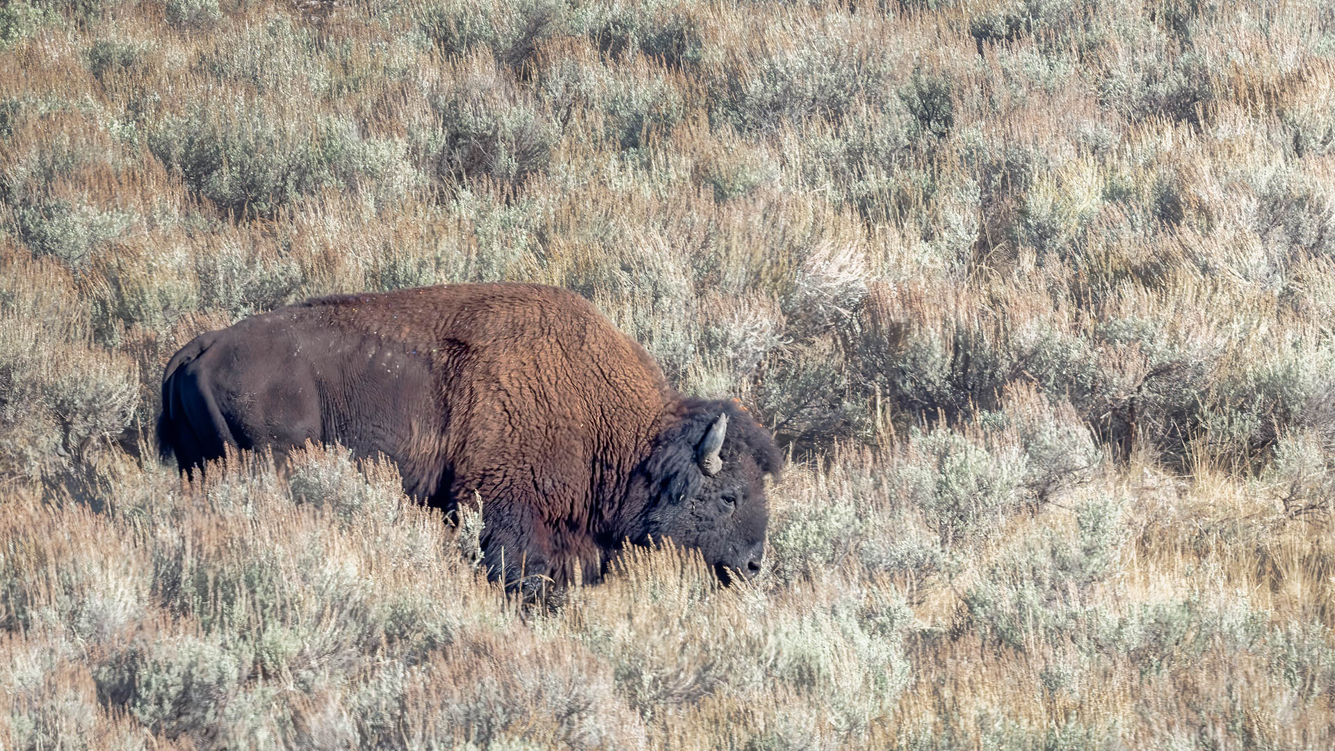 Bison in sage