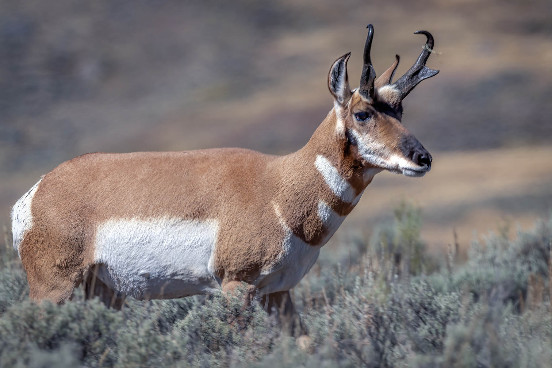 Male Pronghorn