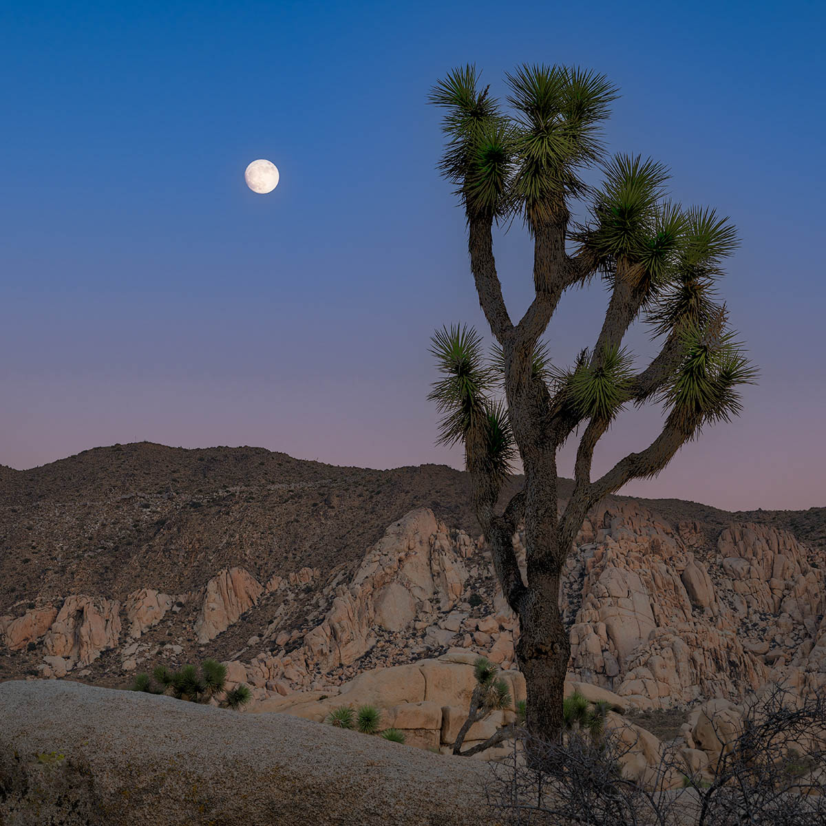 Moonrise over Joshua Tree