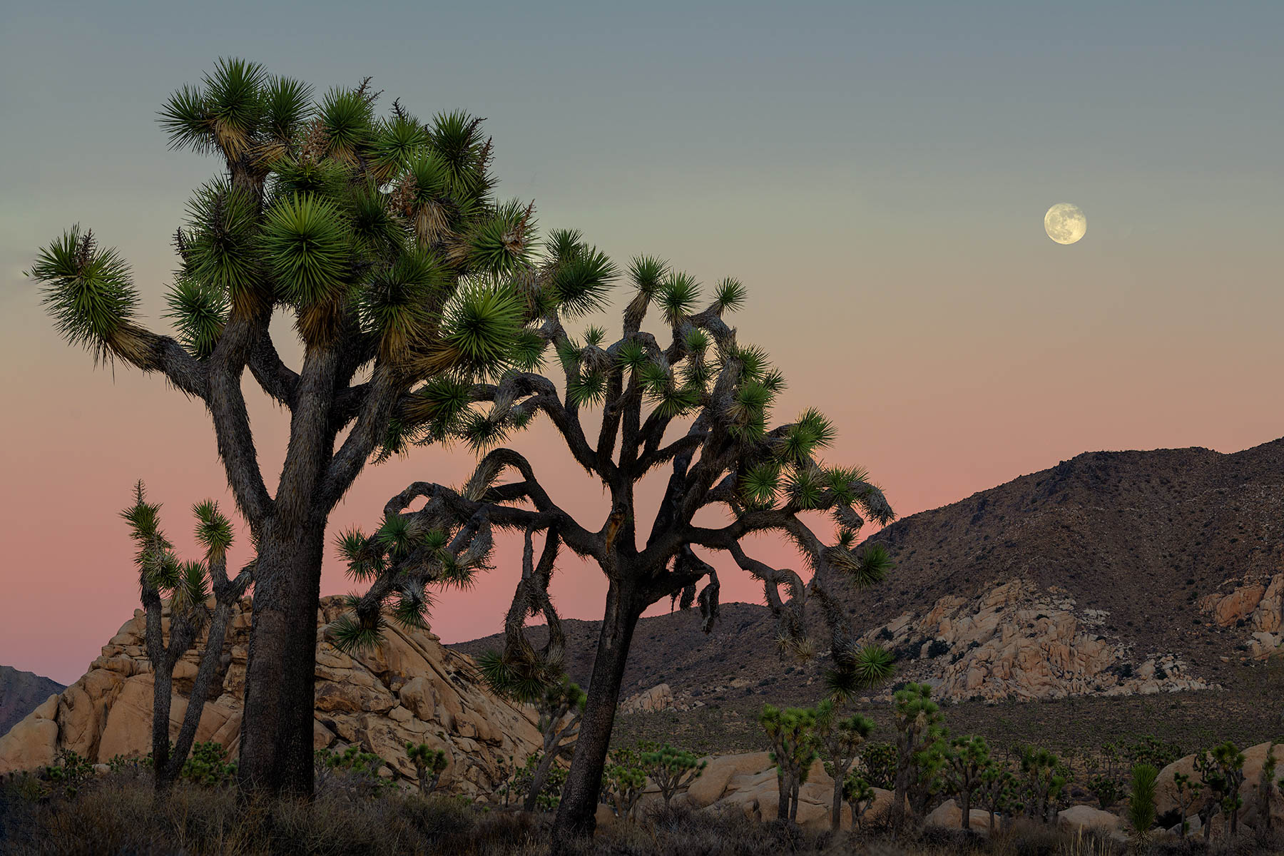 Moon over Joshua Tree