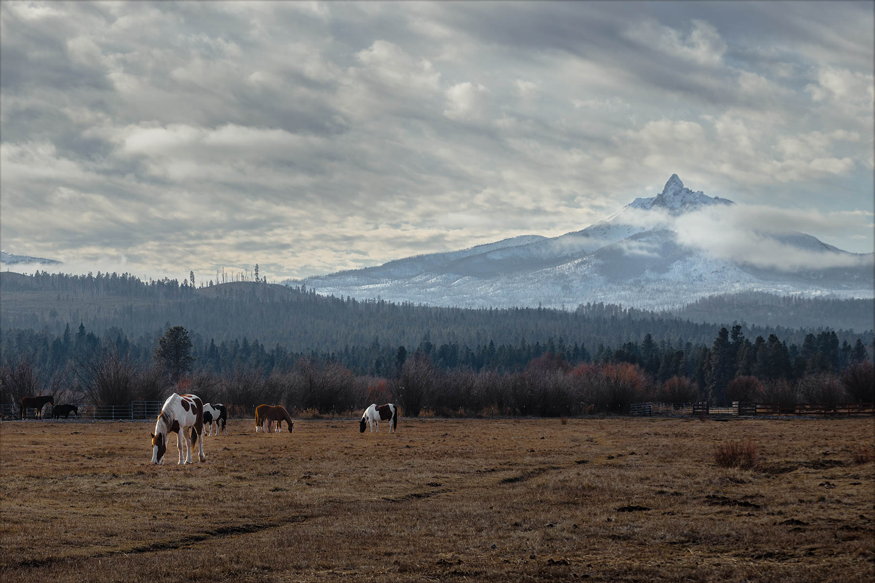 Mt. Washington Horses