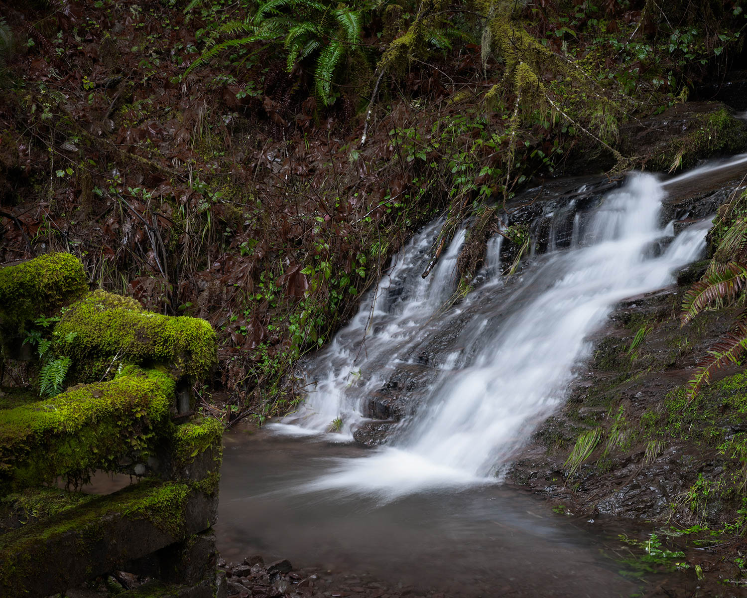 Santiam runoff and moss