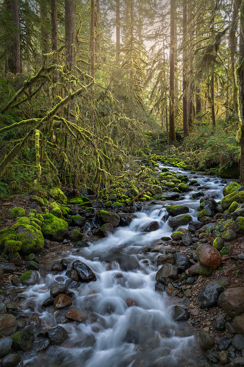 Santiam forest scene