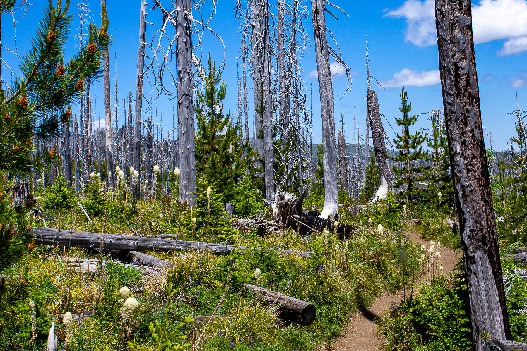 : Canyon-Creek-Meadow-7.jpg