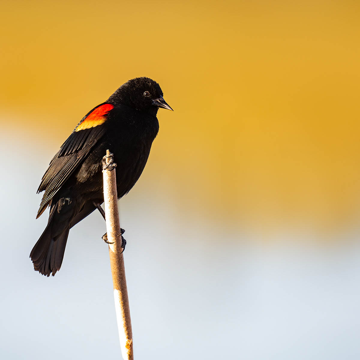 Red winged blackbird