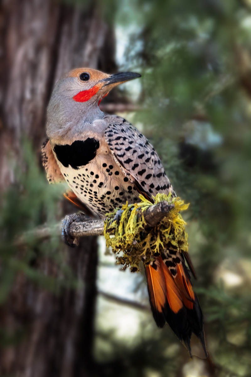 Northern Flicker