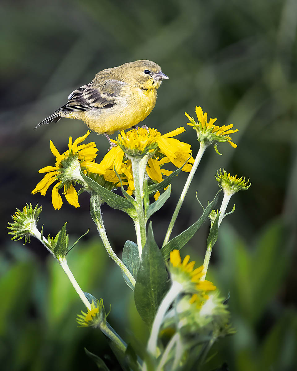 Yellow finch