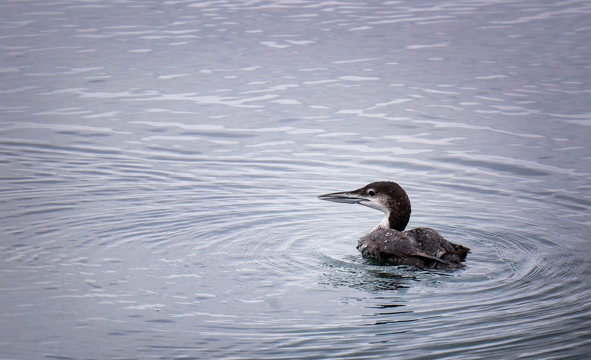 Cormorant