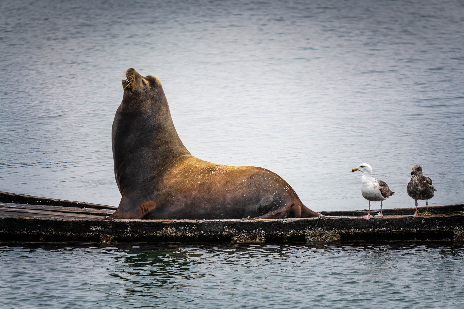 Vocal Sealion and Gulls