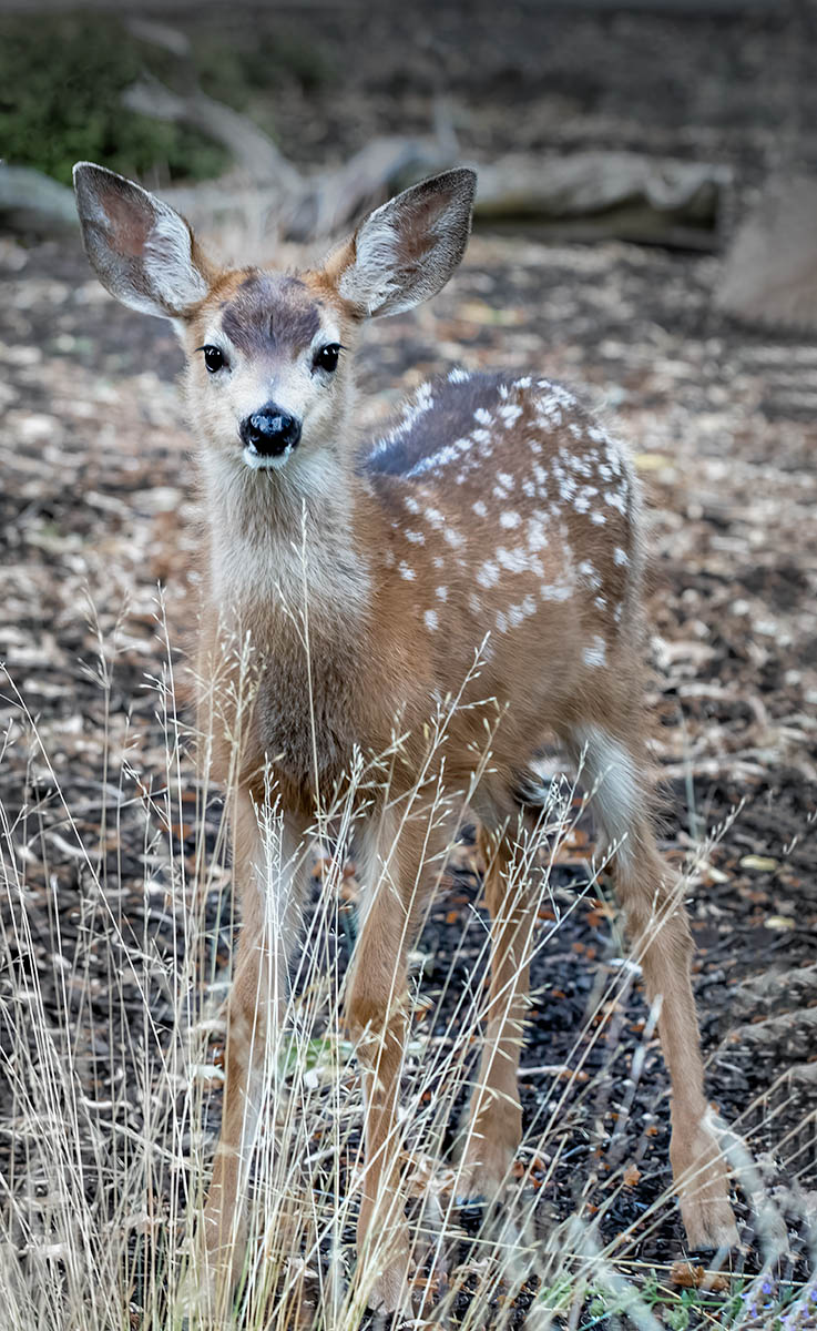 Camouflaged Fawn