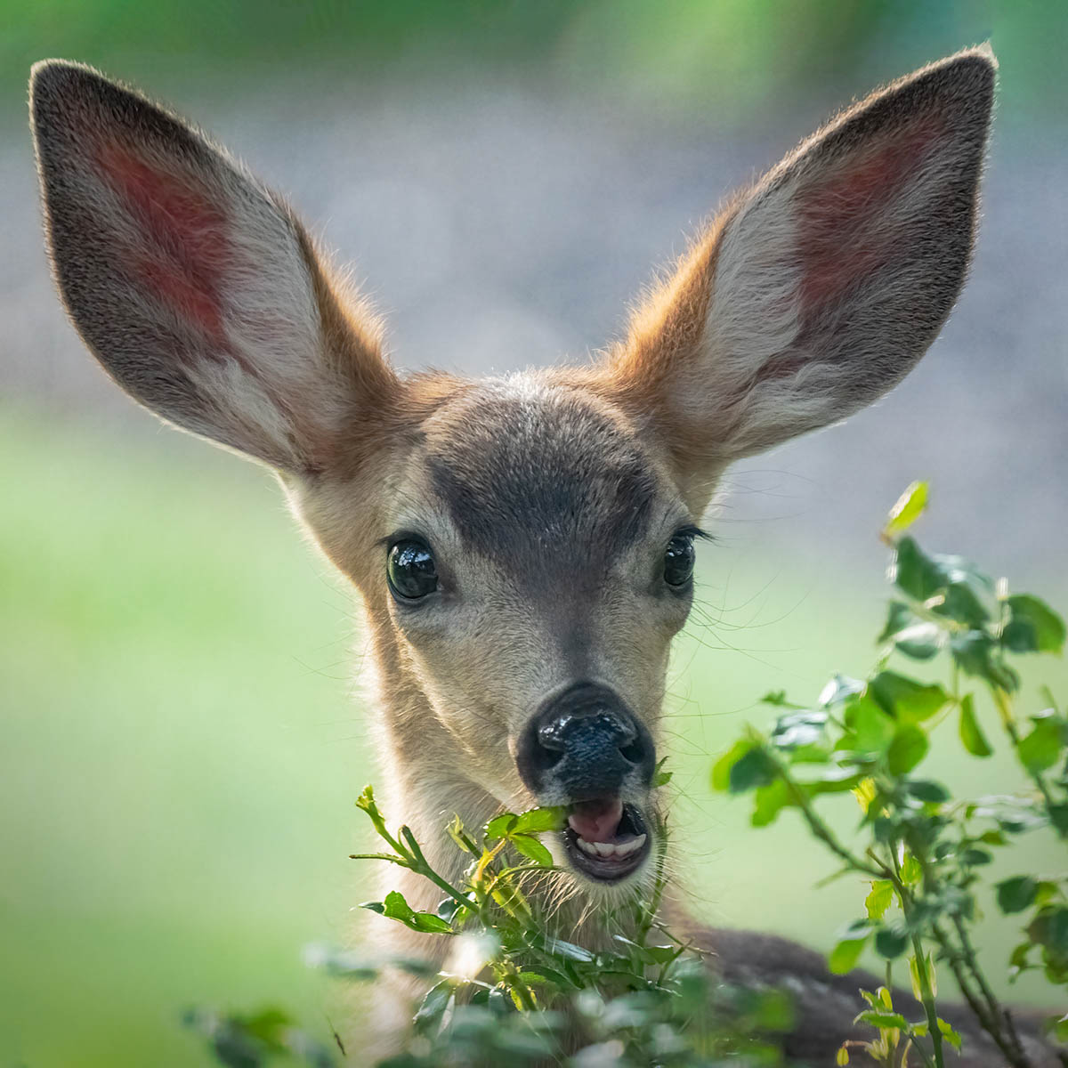 Fawn eating rose bushes