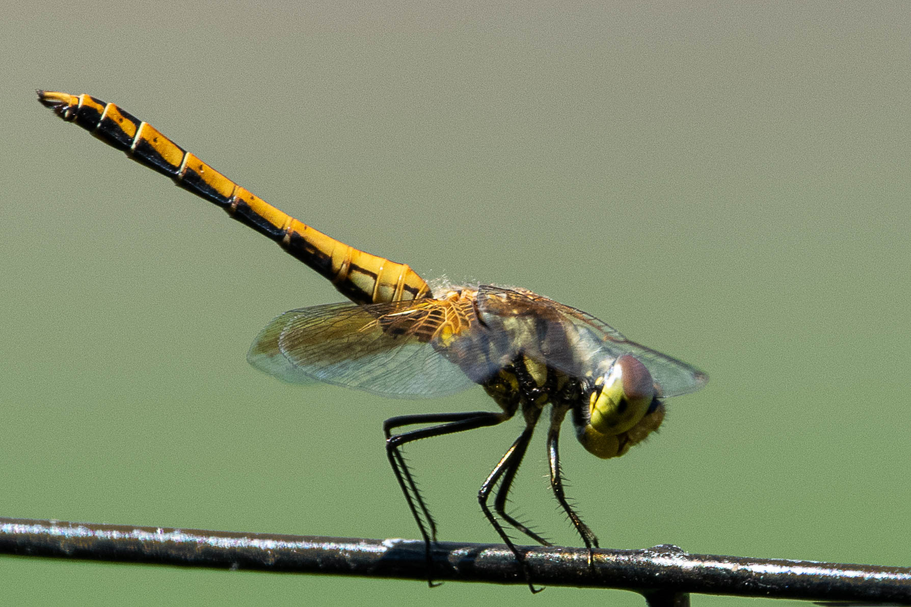 Bug on a wire