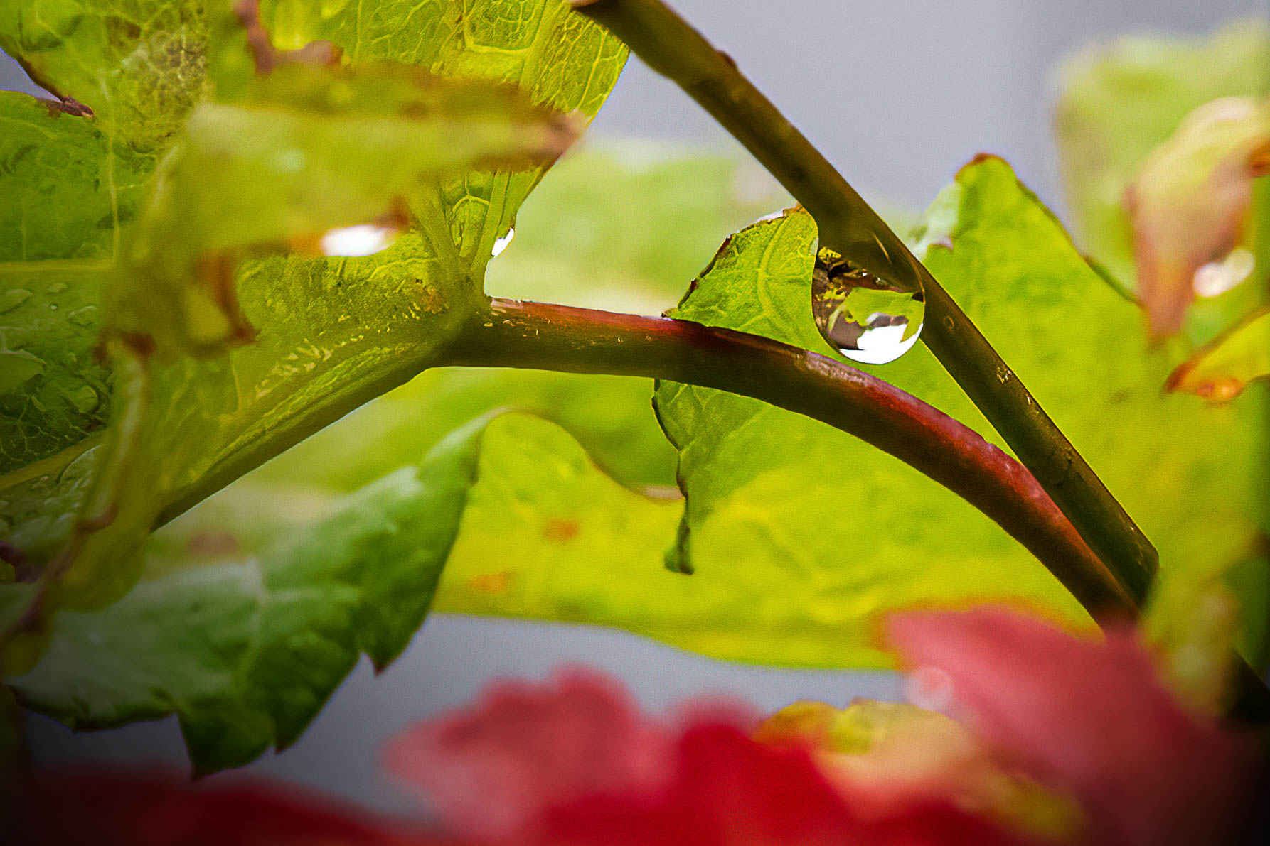 Japanese Maple water droplet