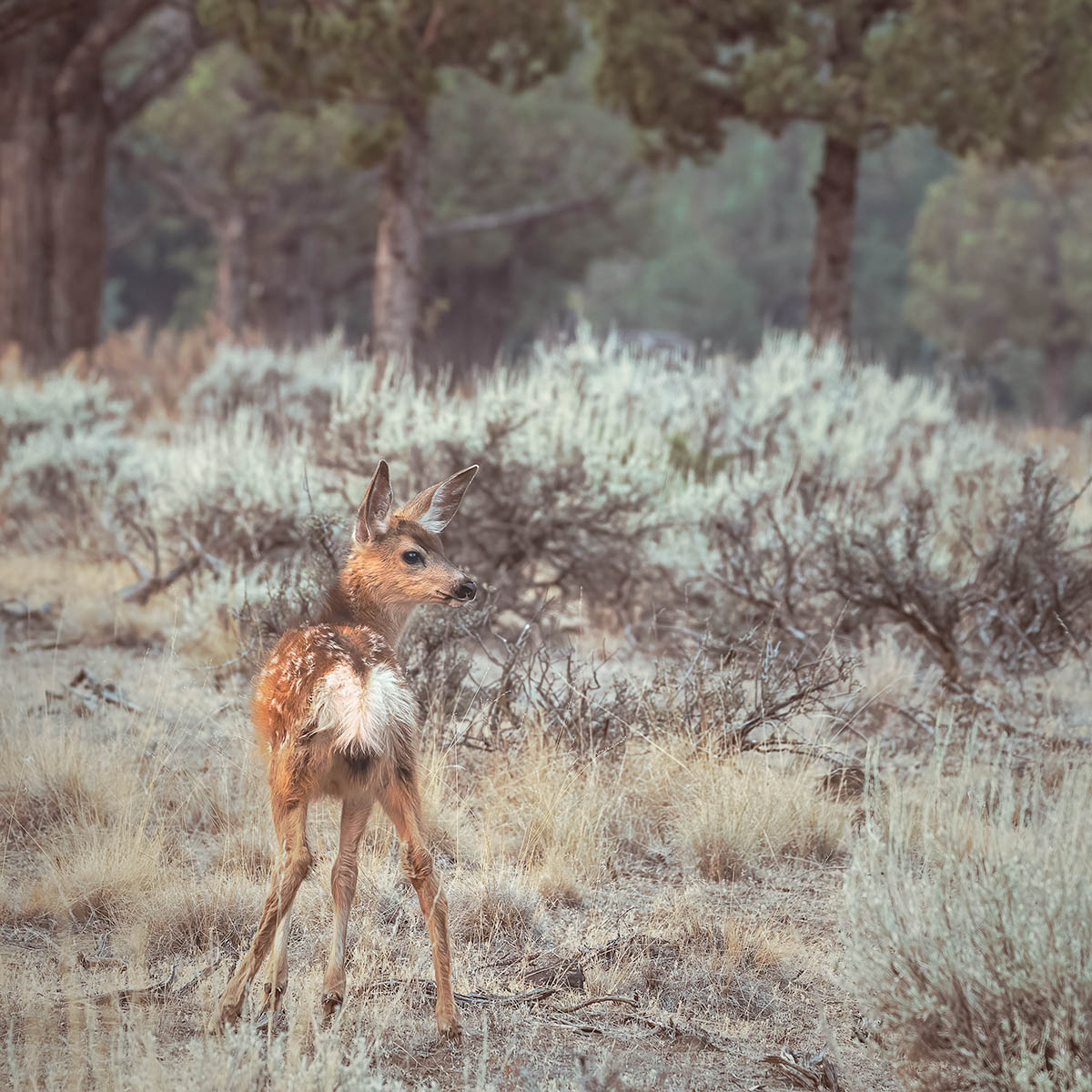 Fawn