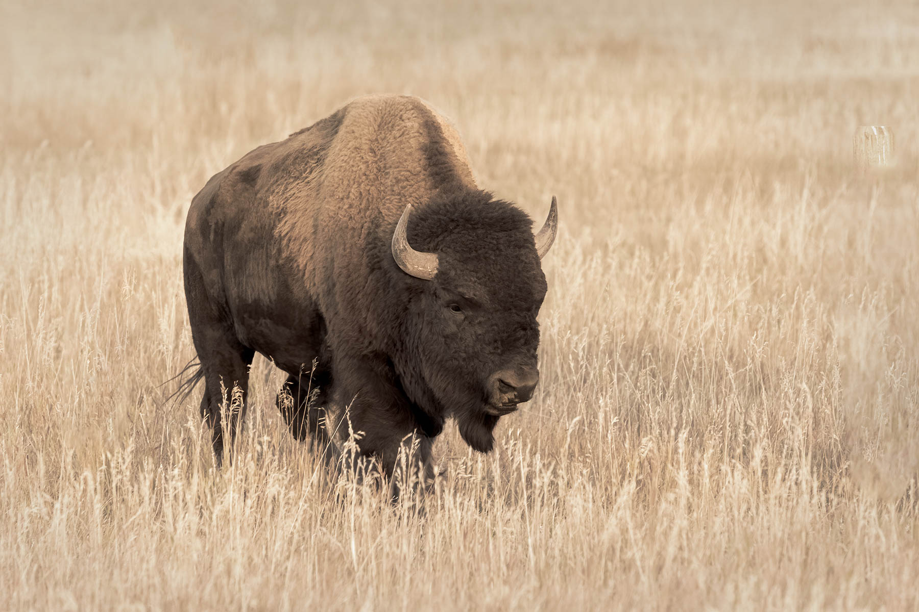 Lone Buffalo