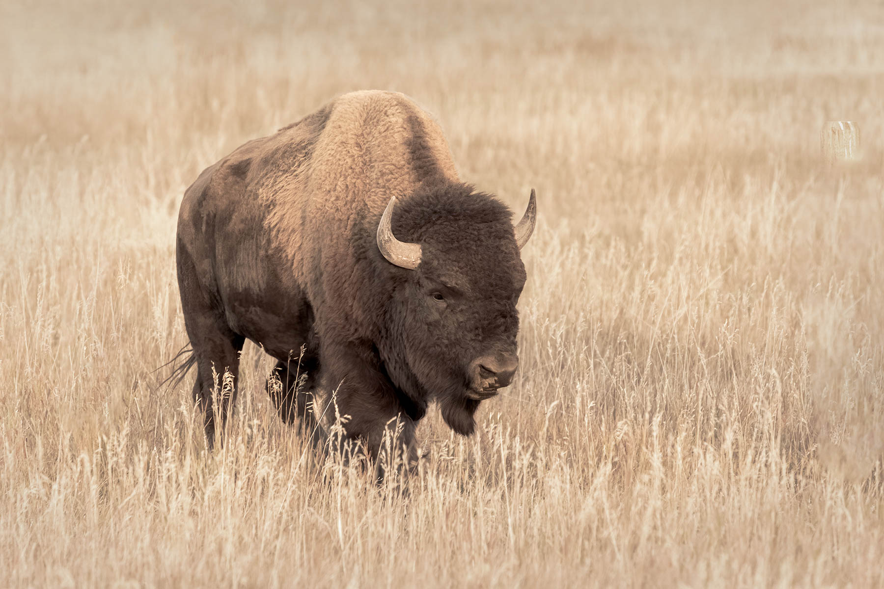 Lone buffalo