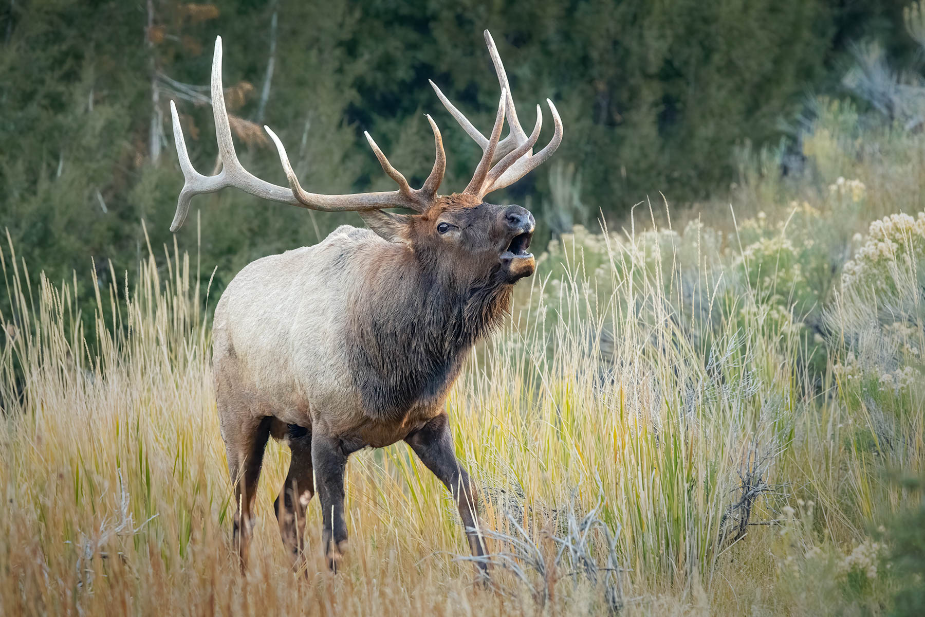 Bugling Elk