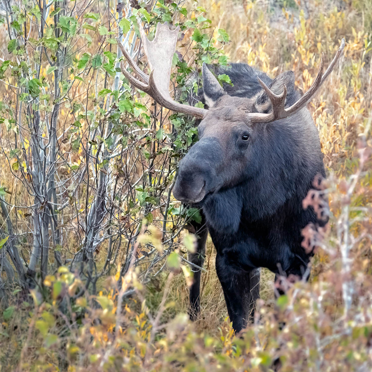 Male Moose