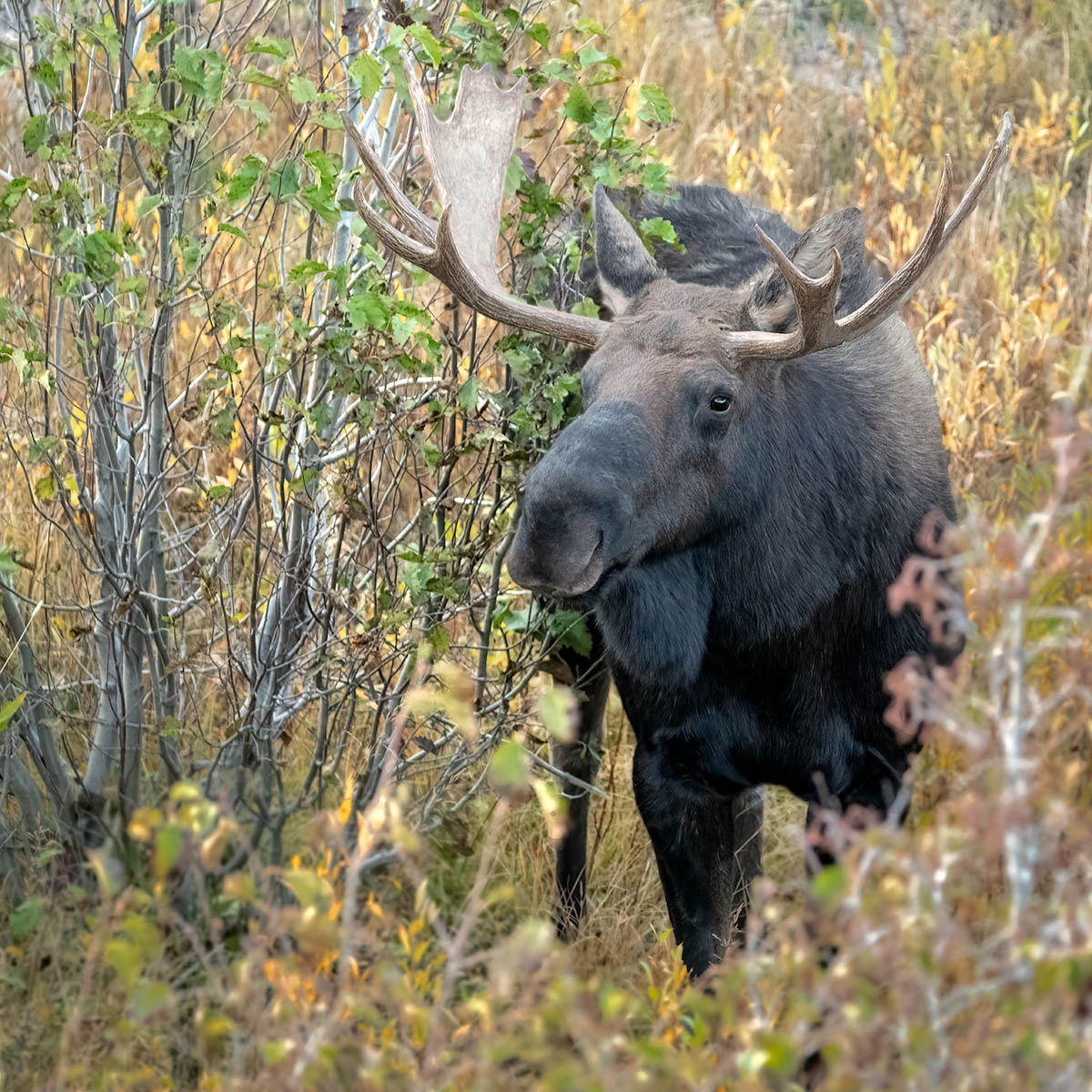 Male Moose