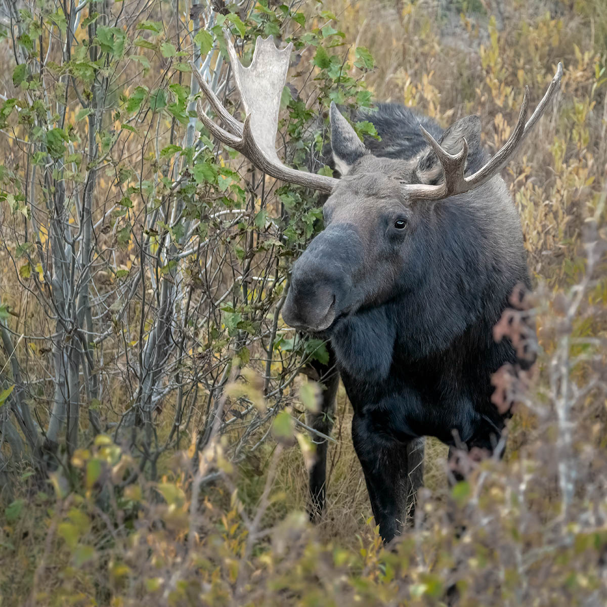 Male Moose