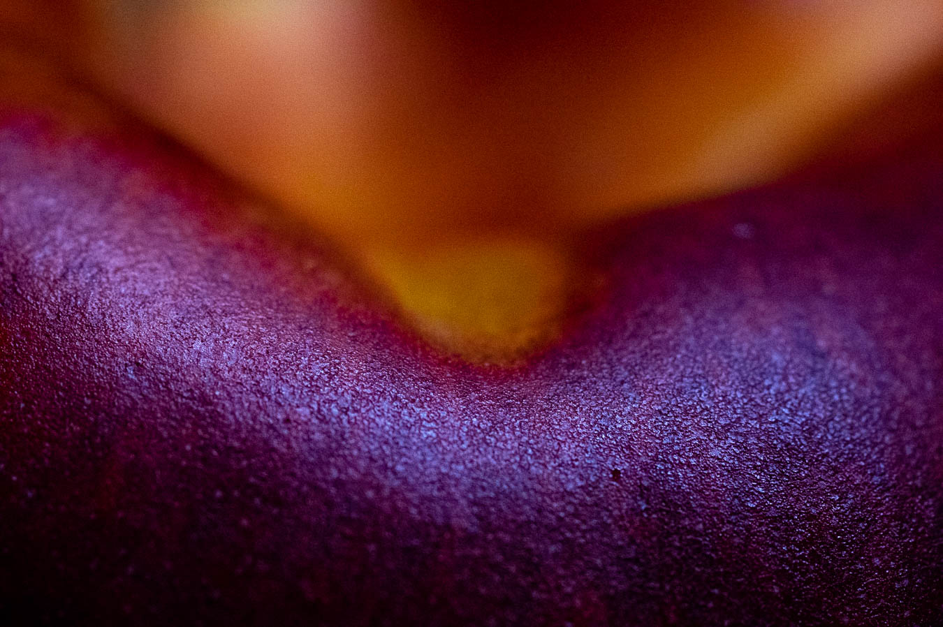 Plum by Just Testing