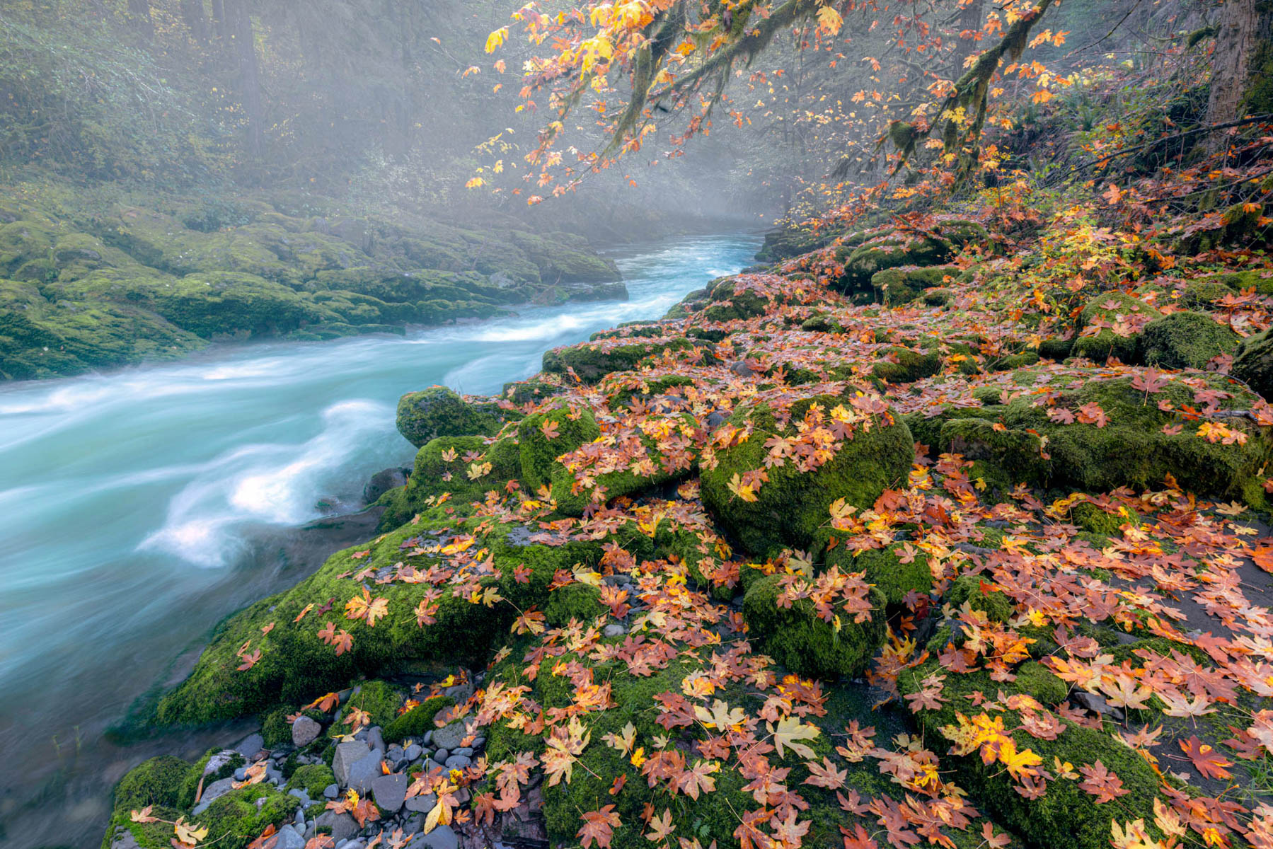 Autumn fog on the South Santiam River by Ric Ergenbright