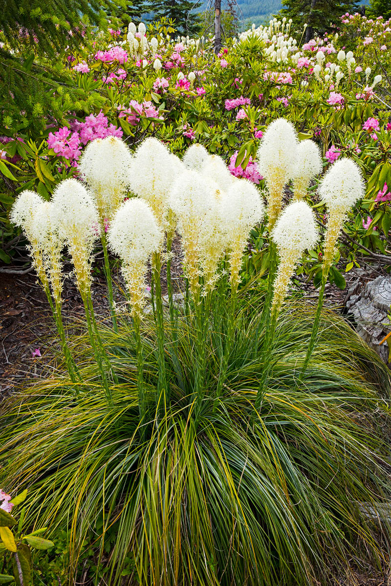 ‘Beargrass and Rhodies’ by Bruce Jackson