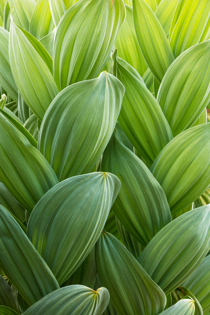 Ochoco Corn Lily by Bruce Jackson