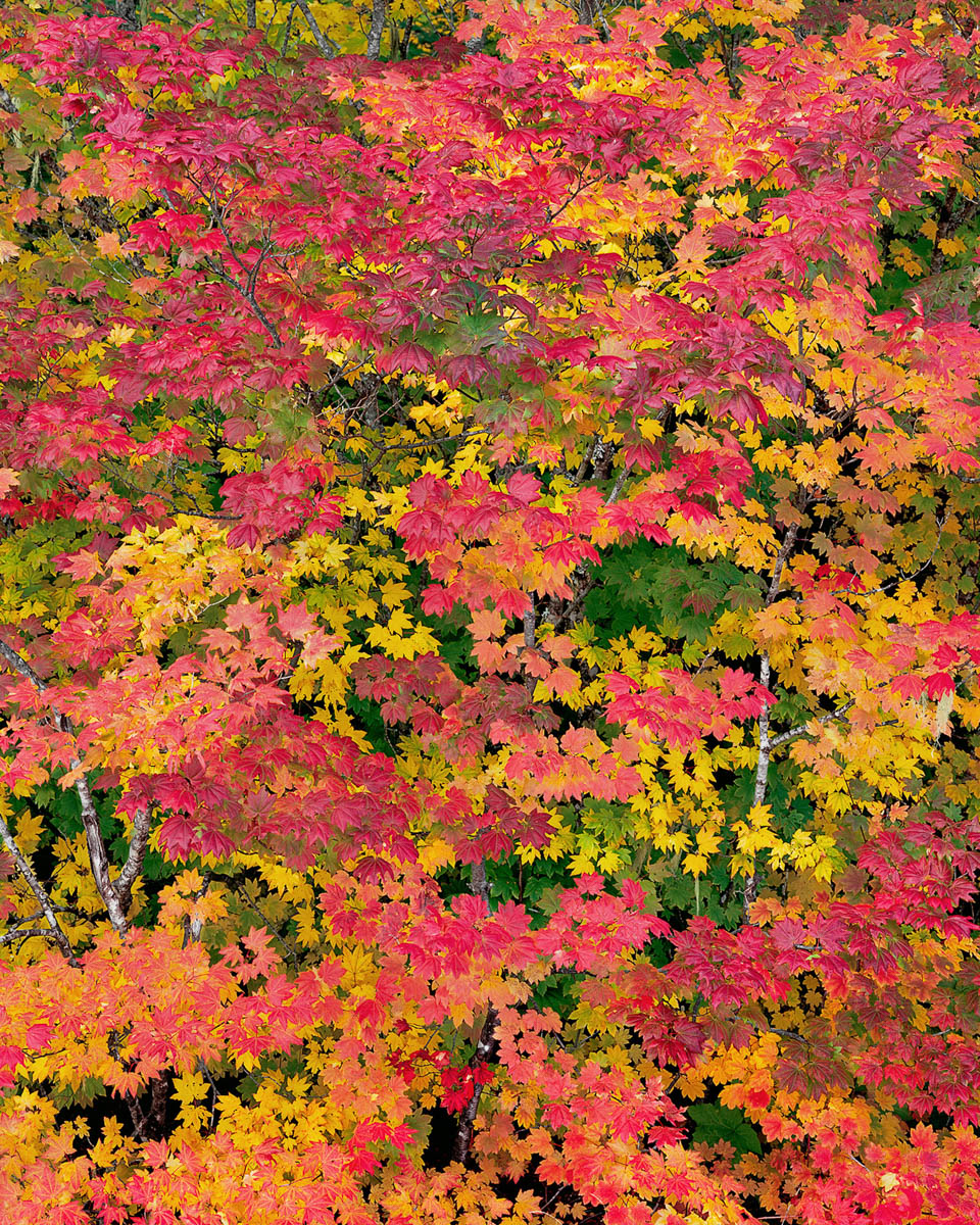 Kaleidoscope by Bruce Jackson