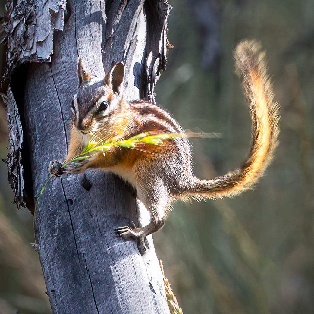 Chipmunk holding grass by Blanche Feekes