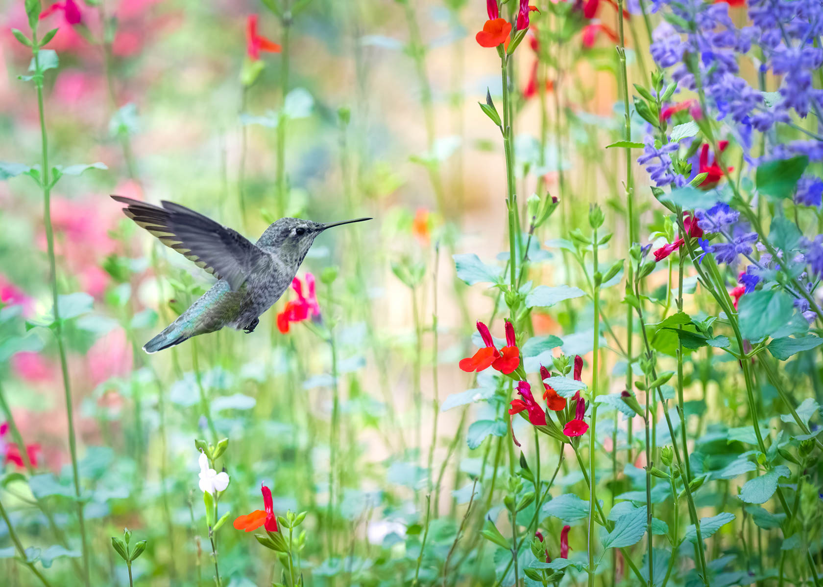 High Desert Garden by Blanche Feekes