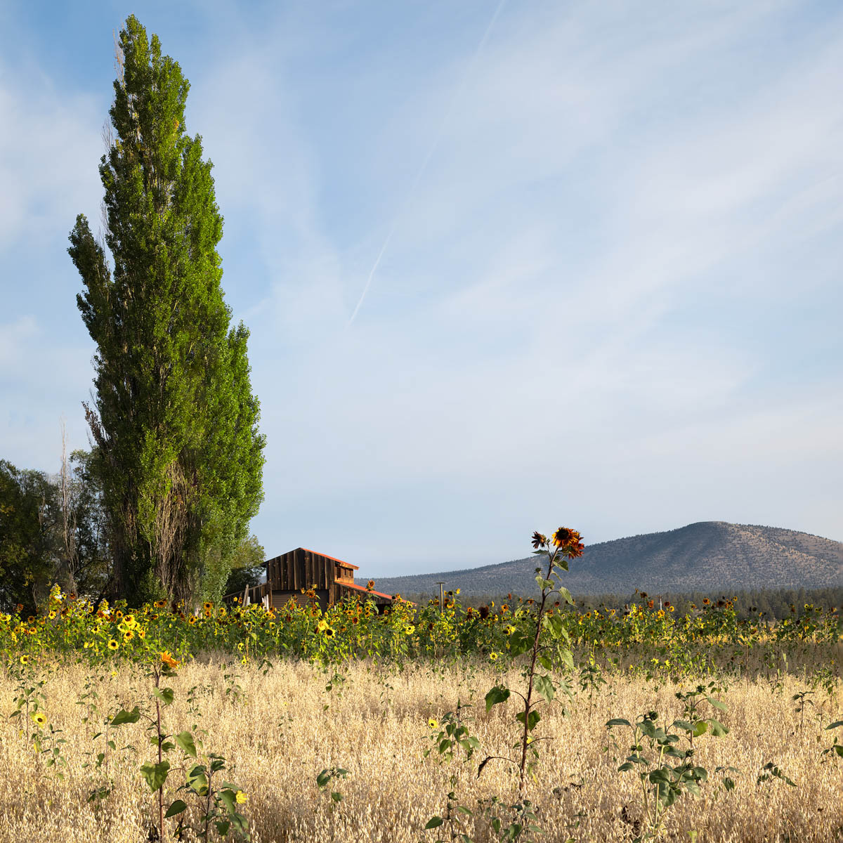 Sunflower Barn by Blanche Feekes