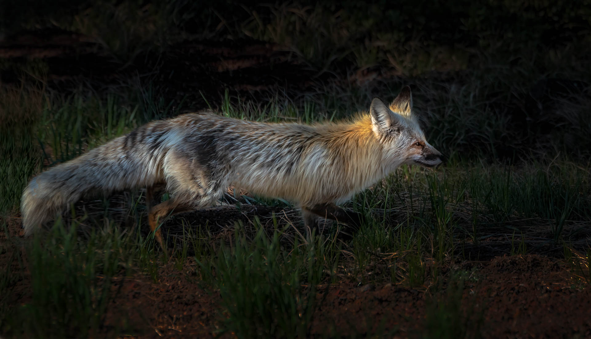 Rare Sierra Nevada Red Fox Near Mount Bachelor by Dan Schafer