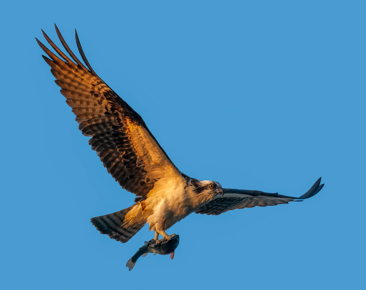 Osprey with Catch by Dan Schafer