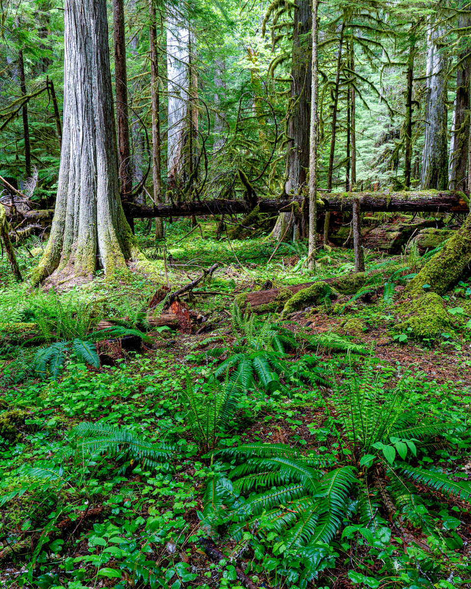 Forest Floor by Julie Furber