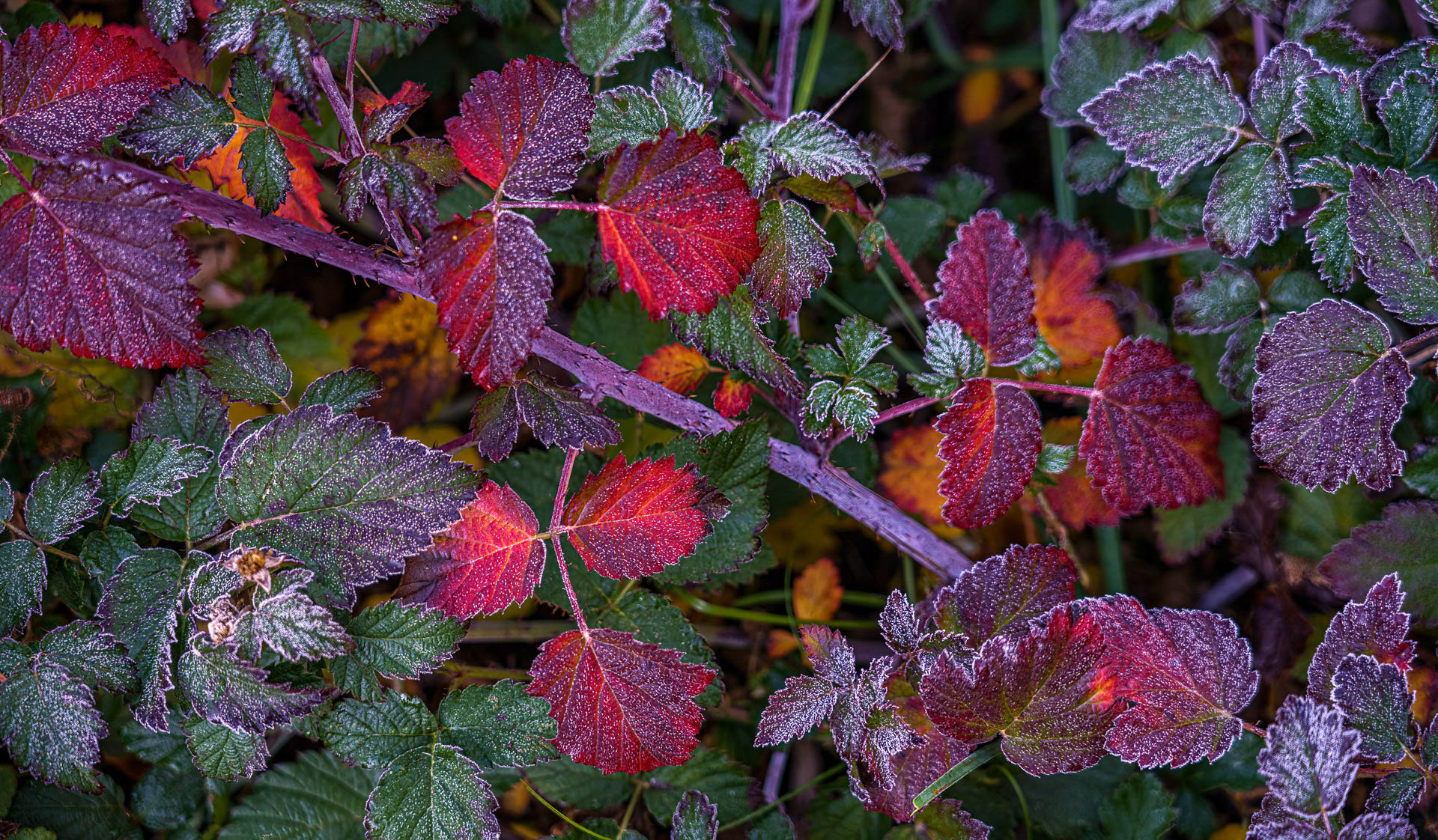 Frost on Berry leaves by Julie Furber