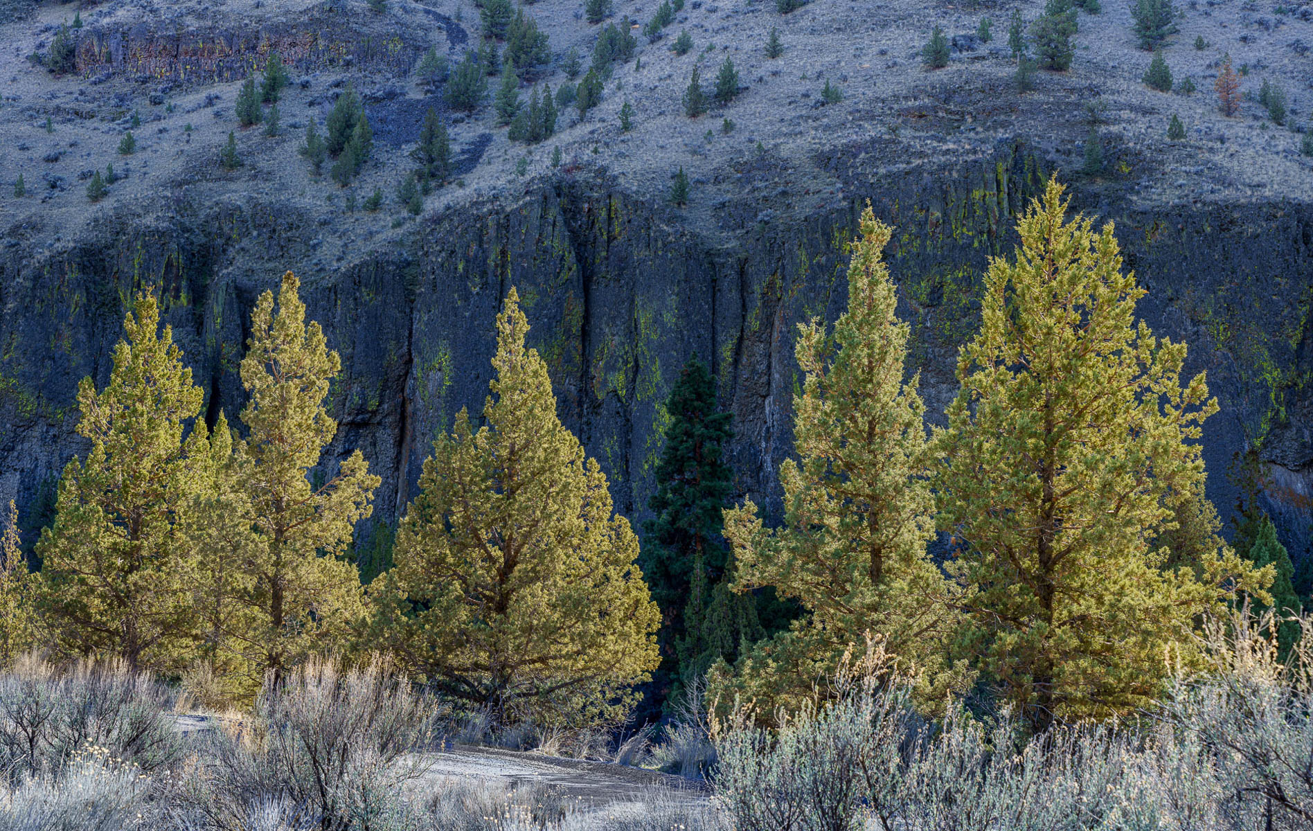 Junipers and Basalt Cliffs by Julie Furber